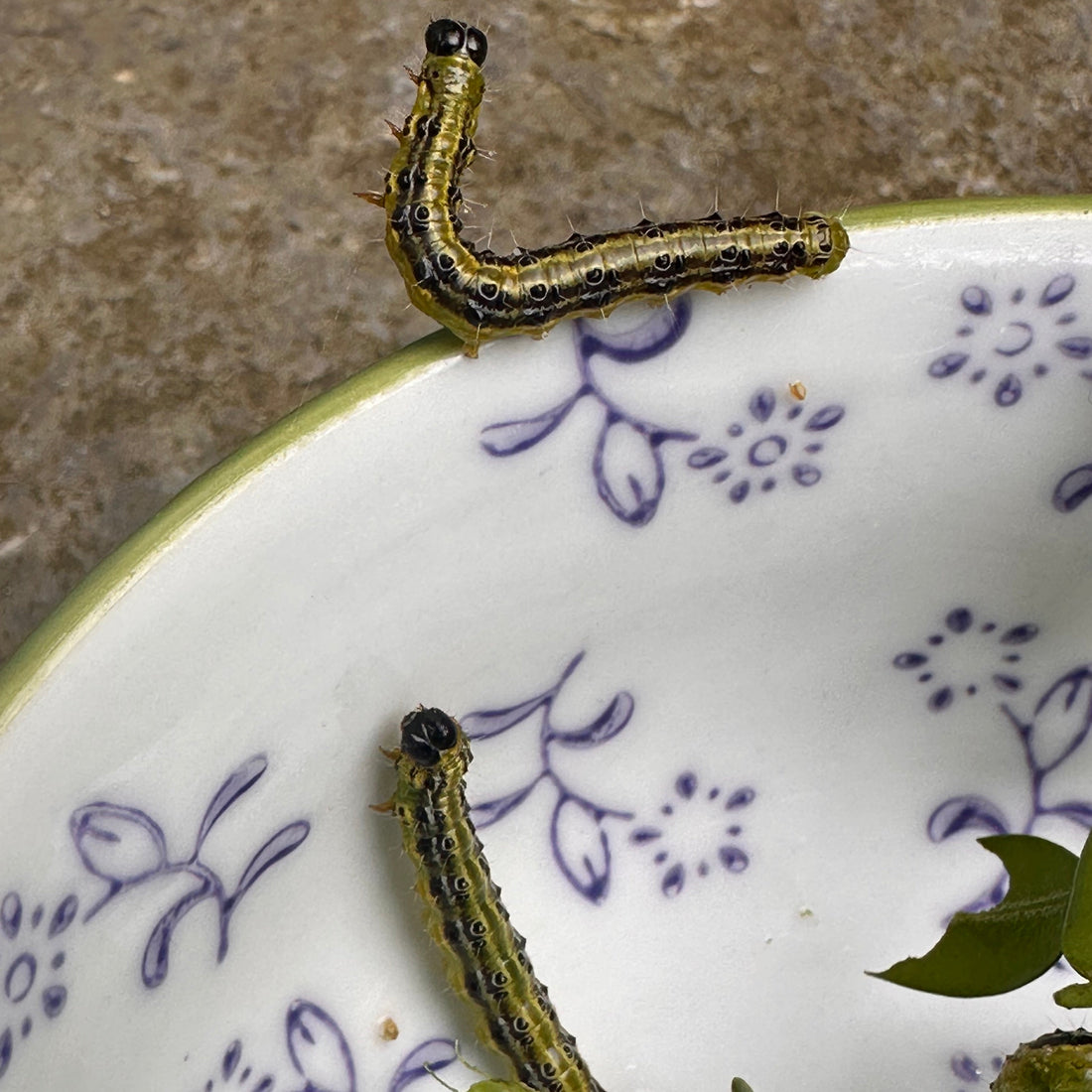 Box moth caterpillars ravaging box plants in south Dublin! Some solutions.