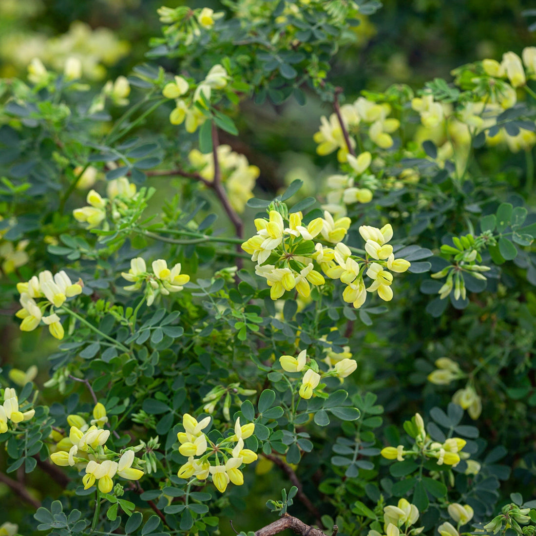 Some recent plant deliveries to our Airfield / Dundrum garden centre