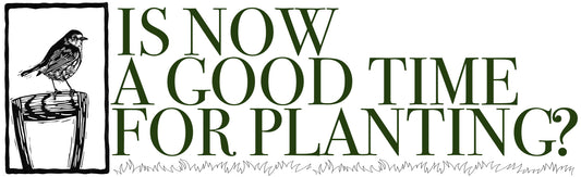 Is "now" a good time for planting?