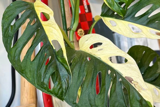 Indoor plant stock, Clare Street, February 2024