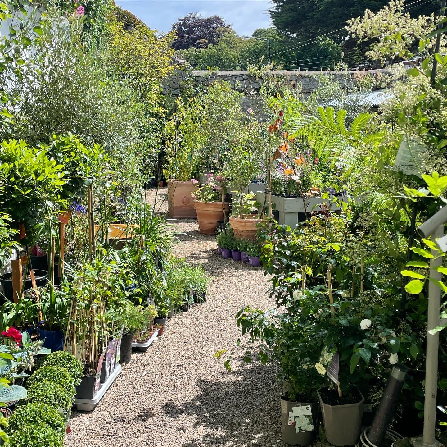 Garden plants for sale south Dyblin Monkstown