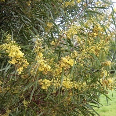 Acacia retinodes/ Mimosa / Swamp Wattle