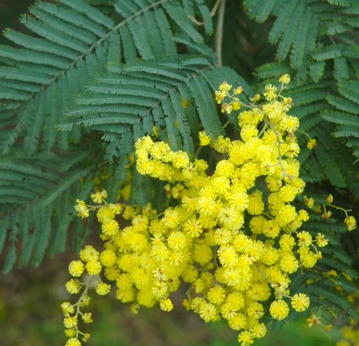 Acacia dealbata/ Mimosa / Wattle (semi-mature specimens)