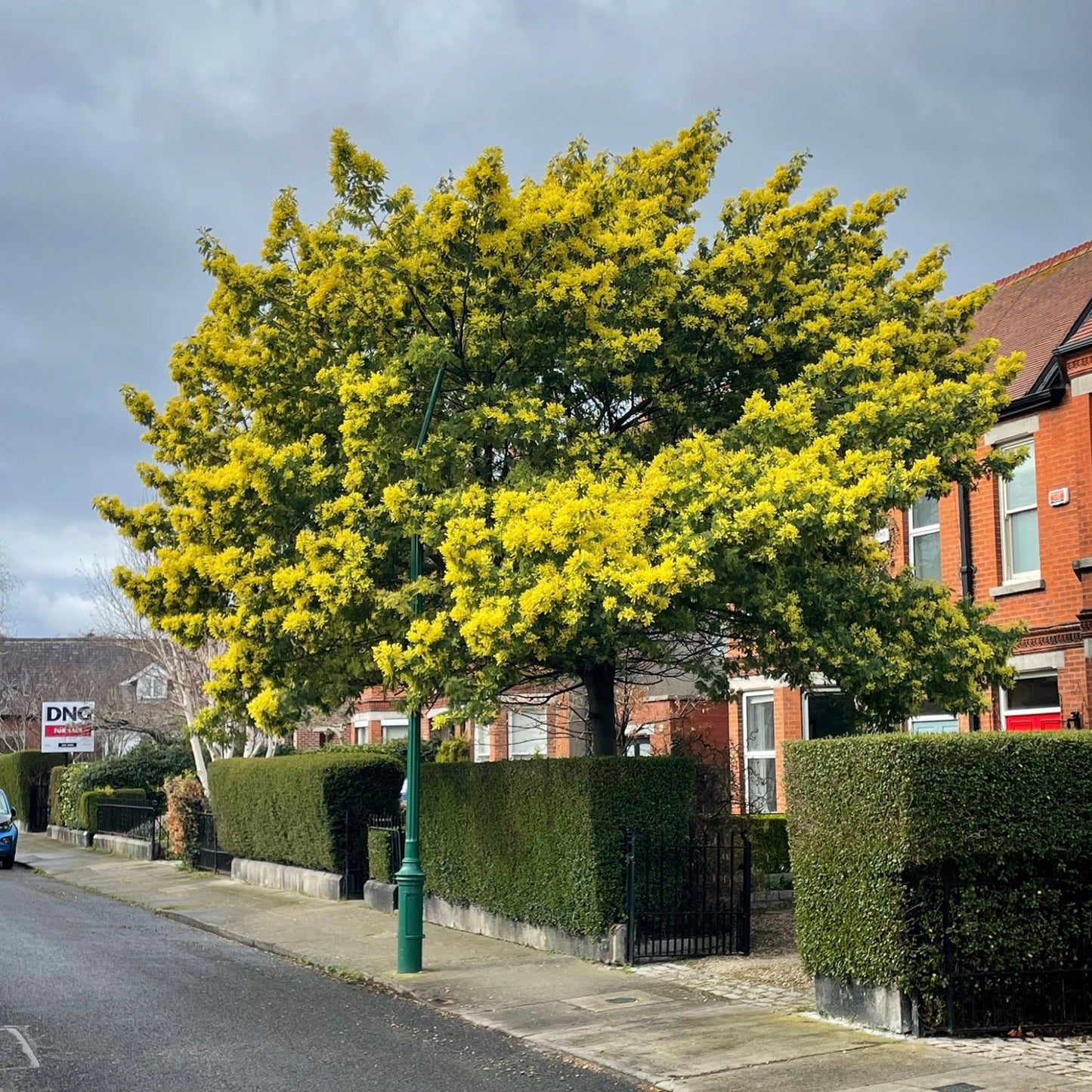Acacia dealbata/ Mimosa / Wattle