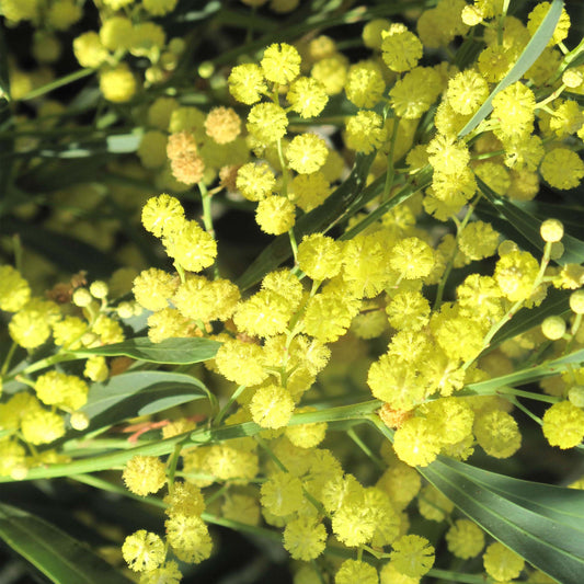 Acacia retinodes/ Mimosa / Swamp Wattle
