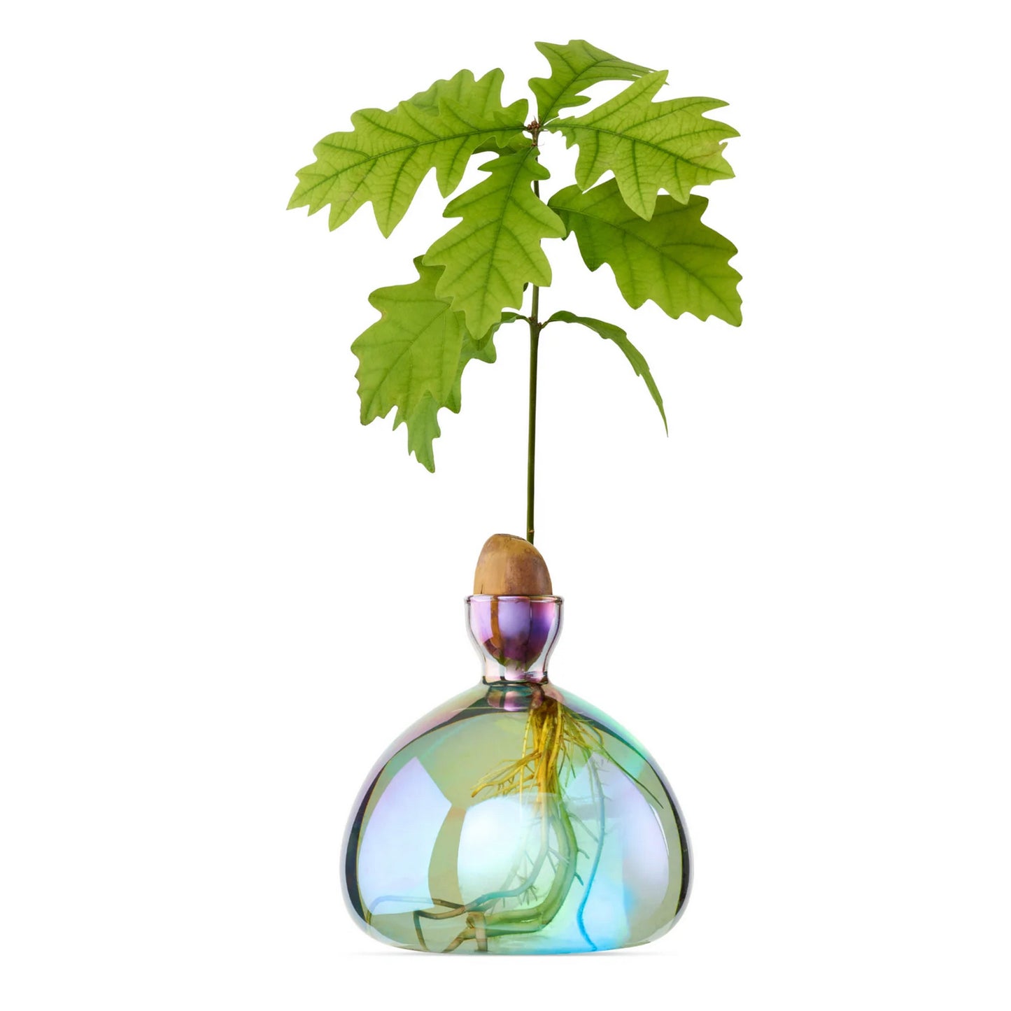 Acorn Vase 'Cosmic Lyra', by Ilex Studio