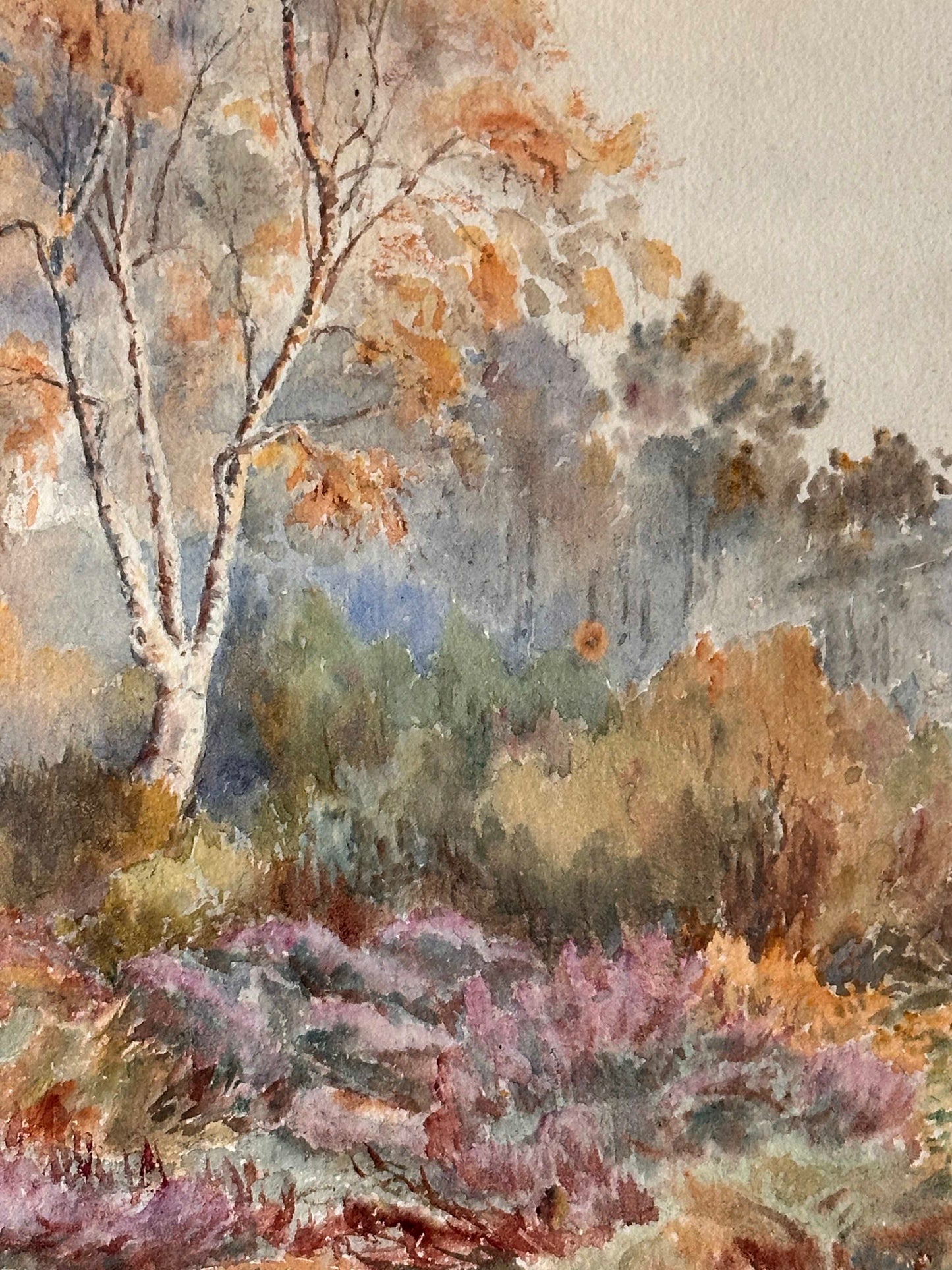 Anonymous, Birch tree and Heather