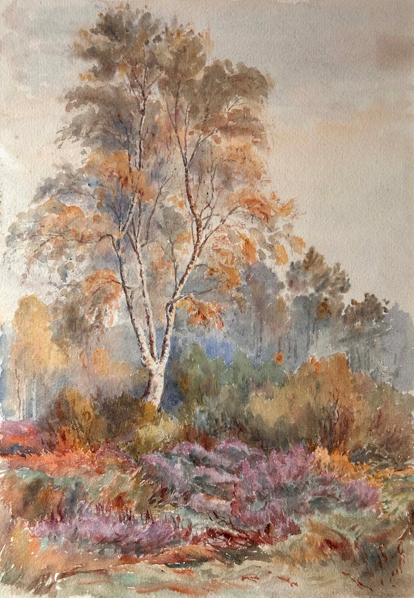 Anonymous, Birch tree and Heather
