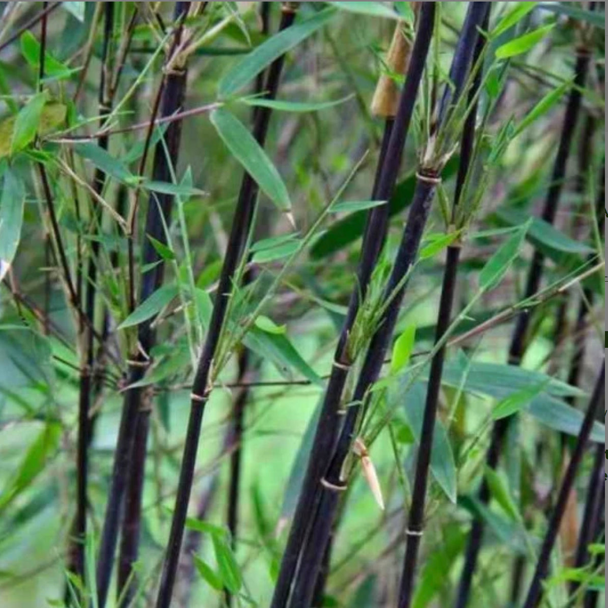 'Black Dragon' bamboo /Fargesia 'Black Dragon'