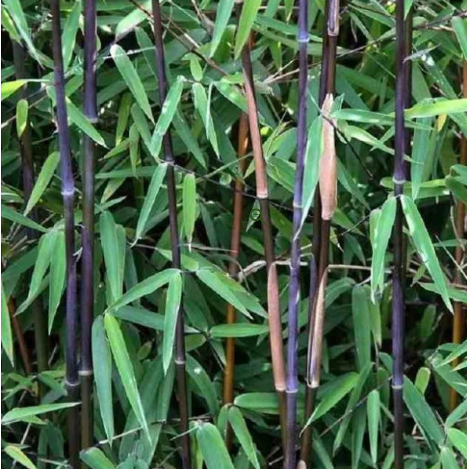 'Black Dragon' bamboo /Fargesia 'Black Dragon'