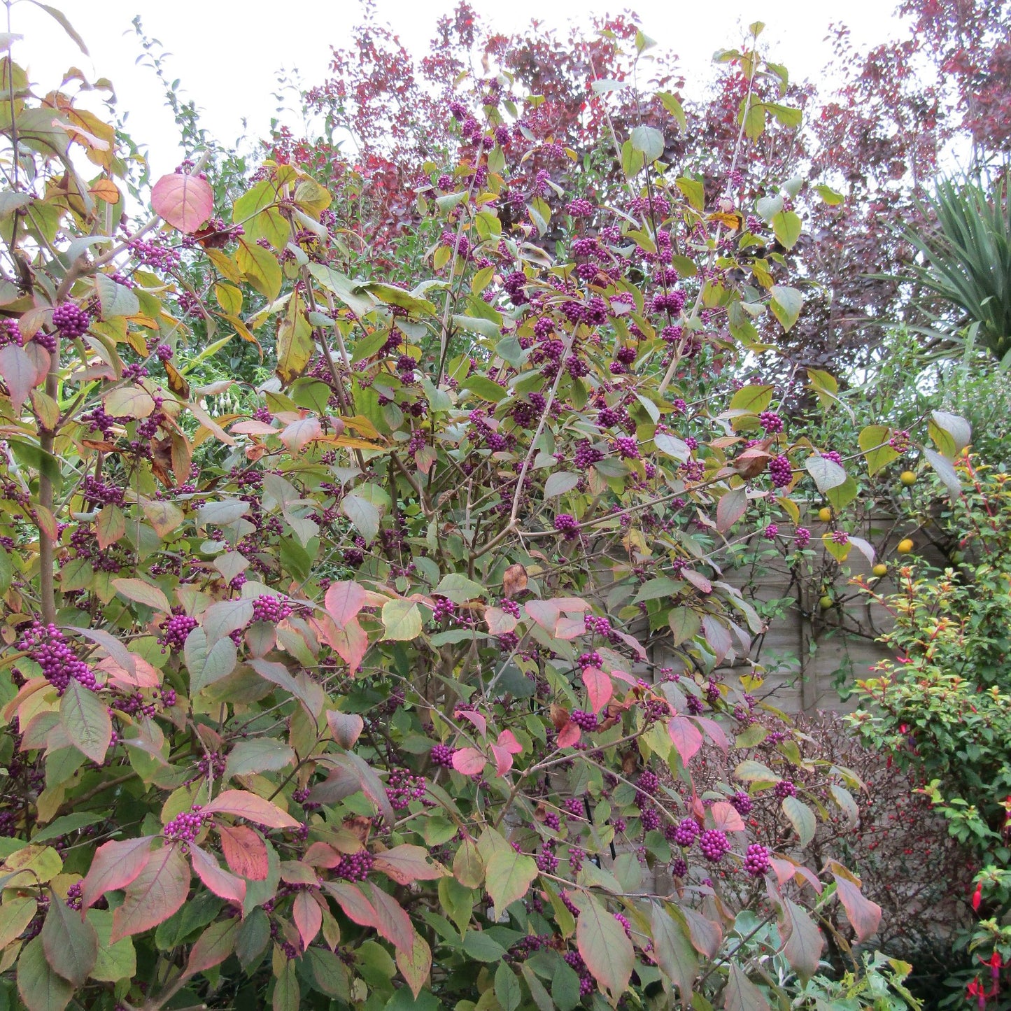Callicarpa bodinieri 'Profusion'