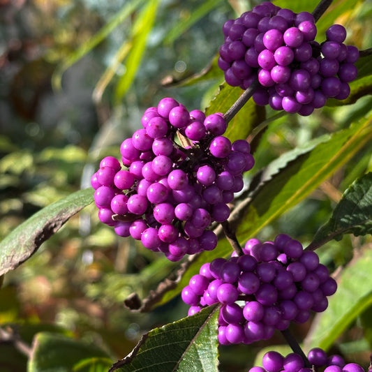 Callicarpa bodinieri 'Profusion'
