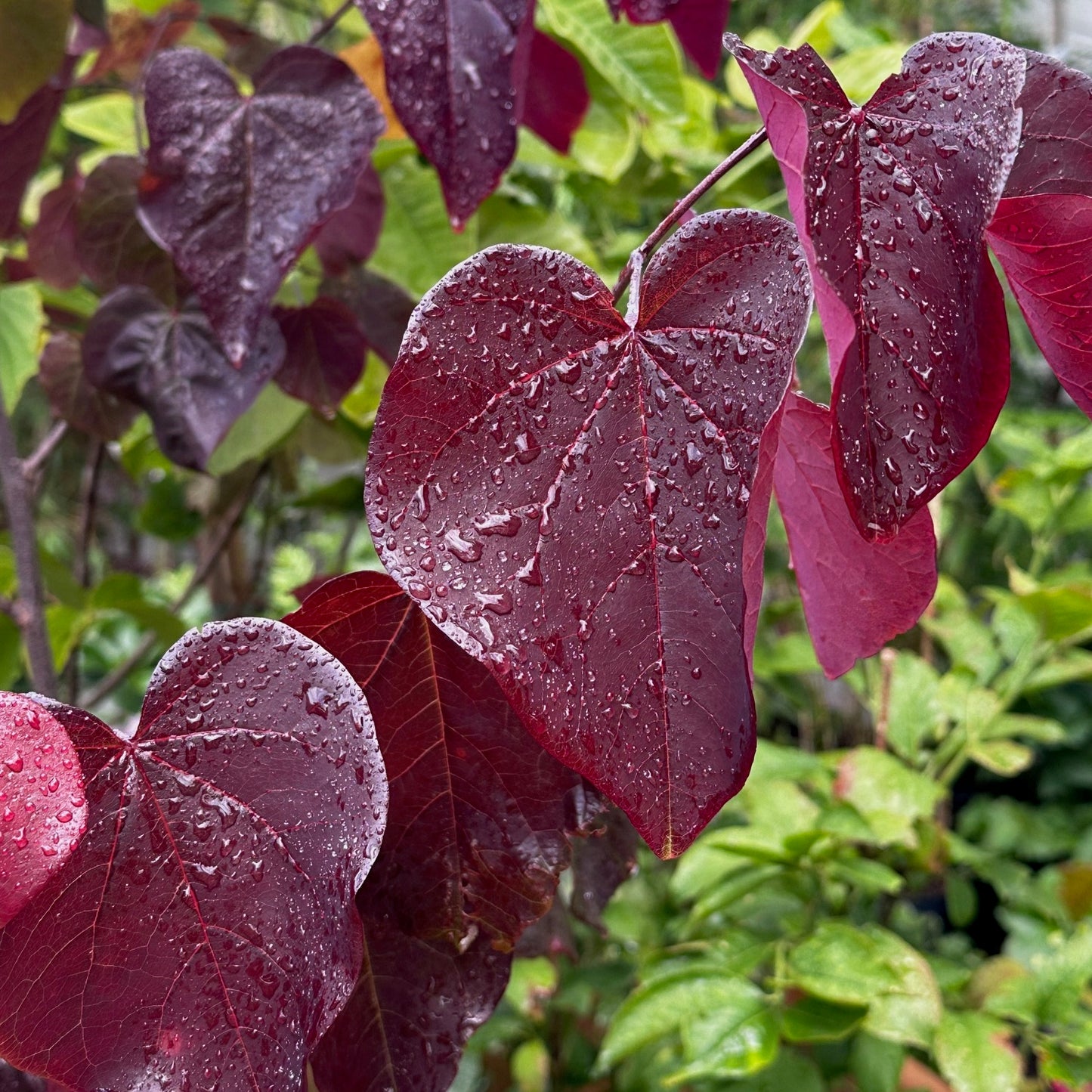 Cercis canadensis 'Merlot' / Red bud tree 'Merlot'