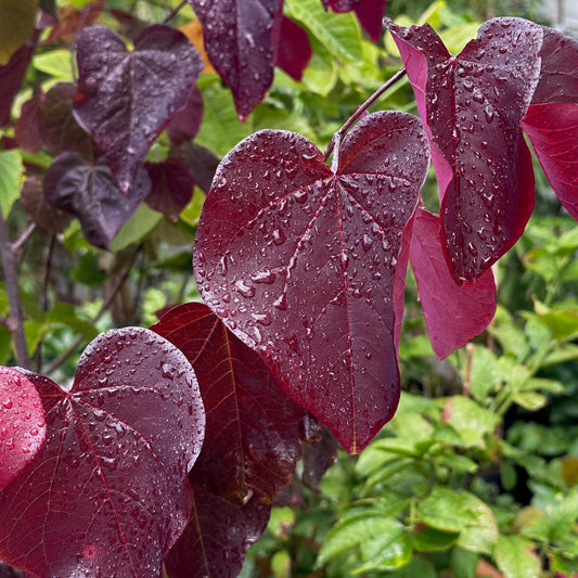 Cercis canadensis 'Merlot' / Red bud tree 'Merlot'