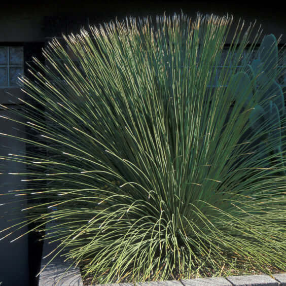 Dasylirion longissimum / Mexican grass tree