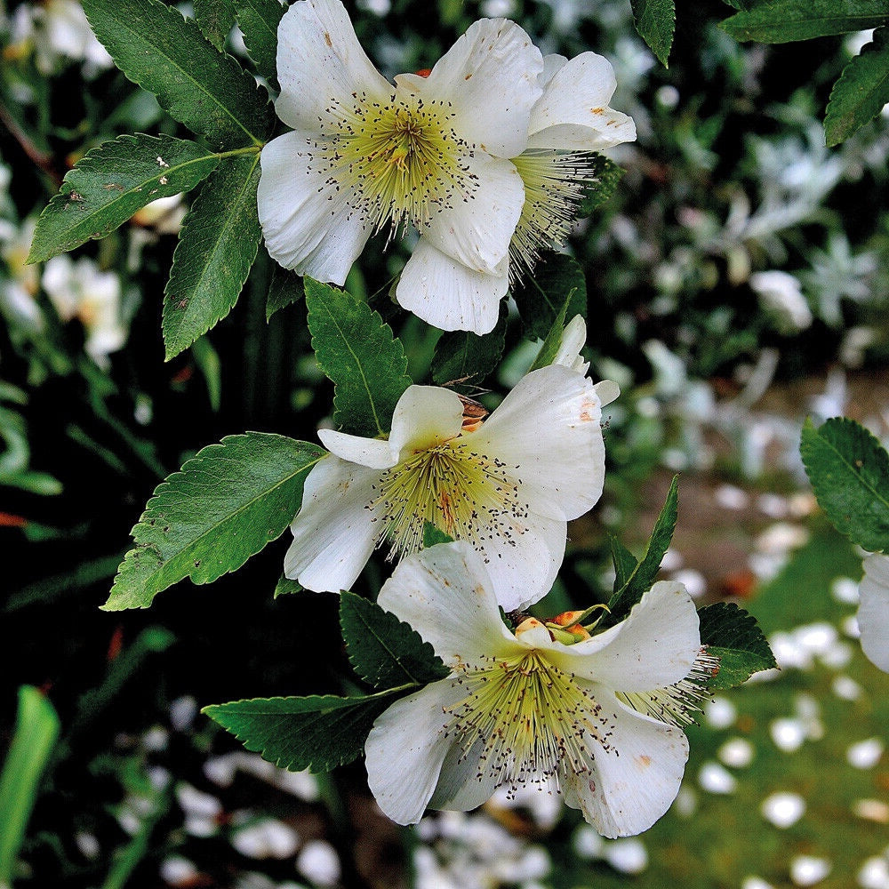Eucryphia x nymansensis 'Nymansay'