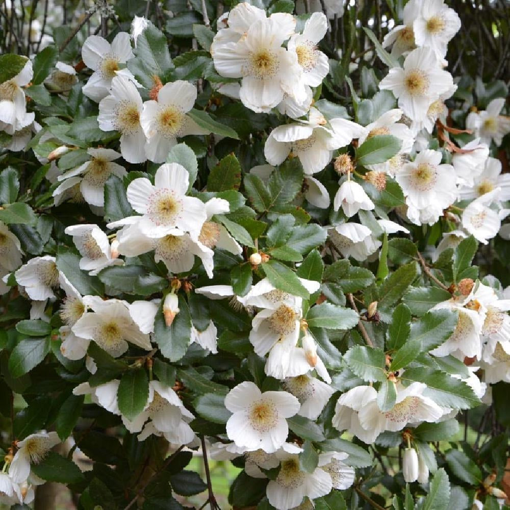 Eucryphia x nymansensis 'Nymansay'