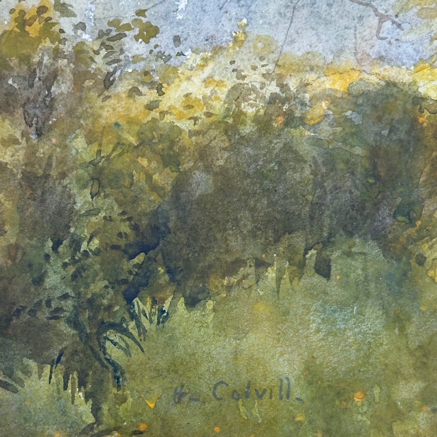 Helen Colville (1856-1953), Beech Trees