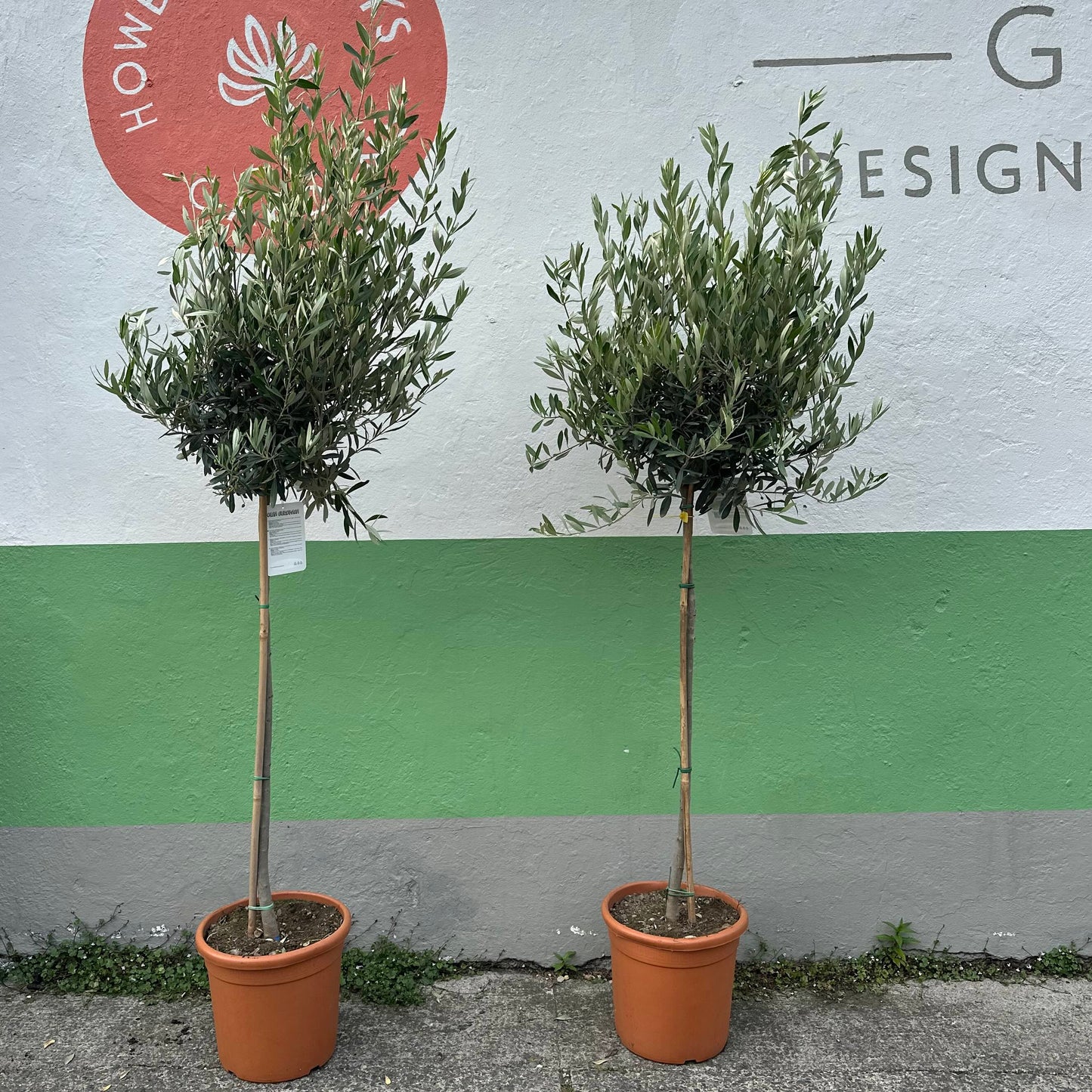 Olive tree / Olea europea