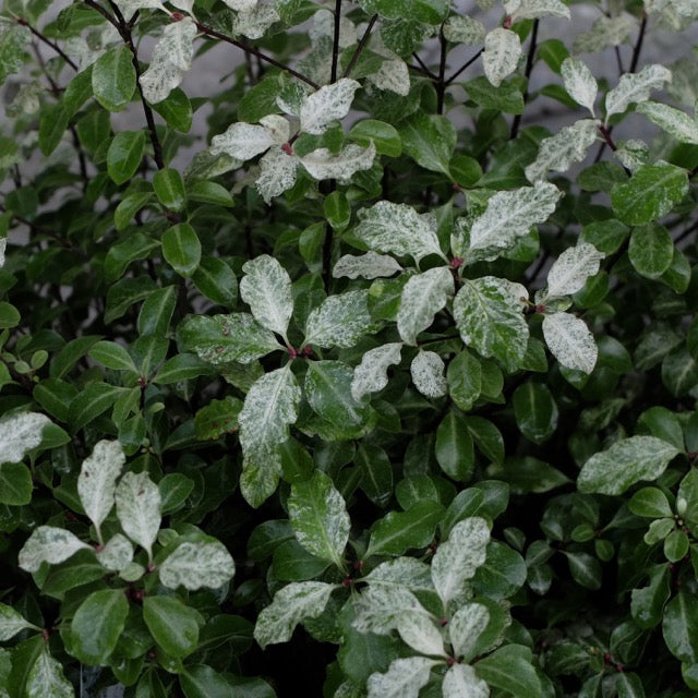 Pittosporum 'Irene Patterson'