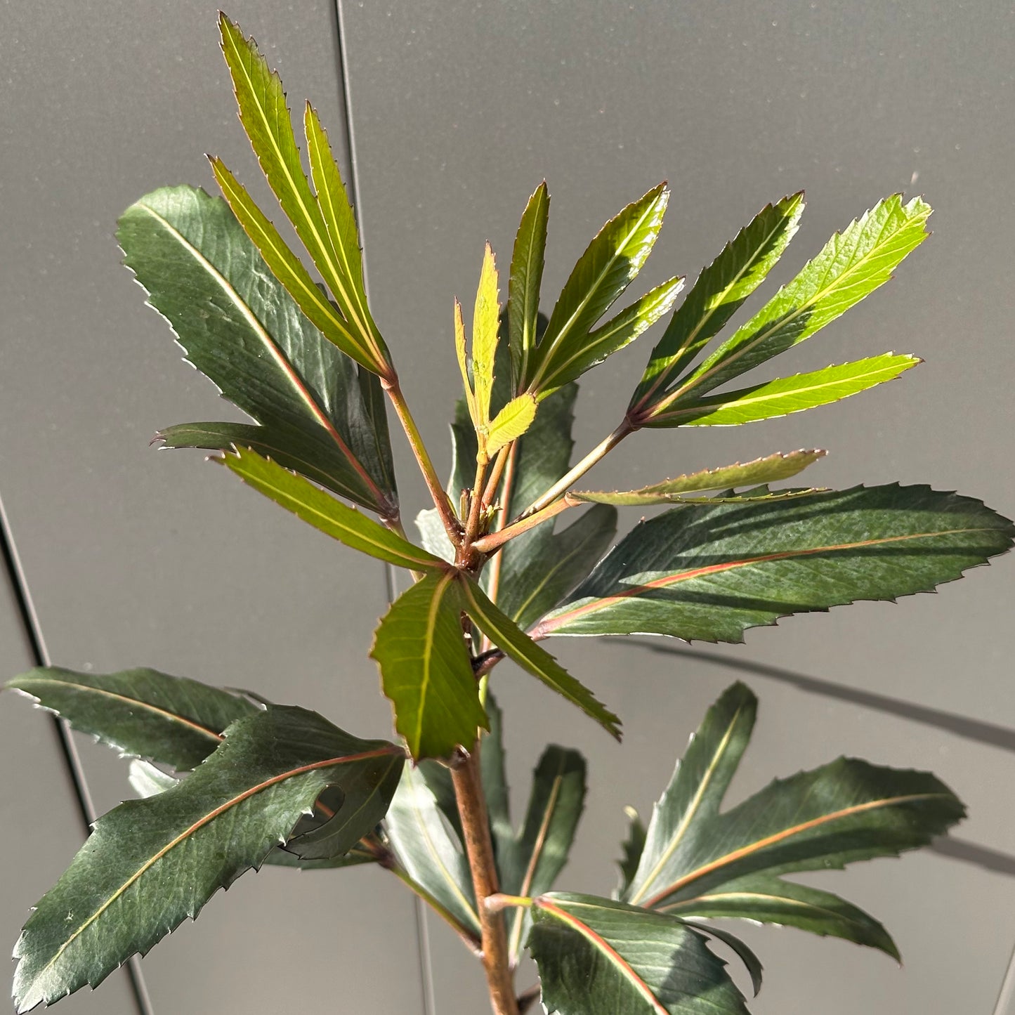 Pseudopanax 'Moes Toes'