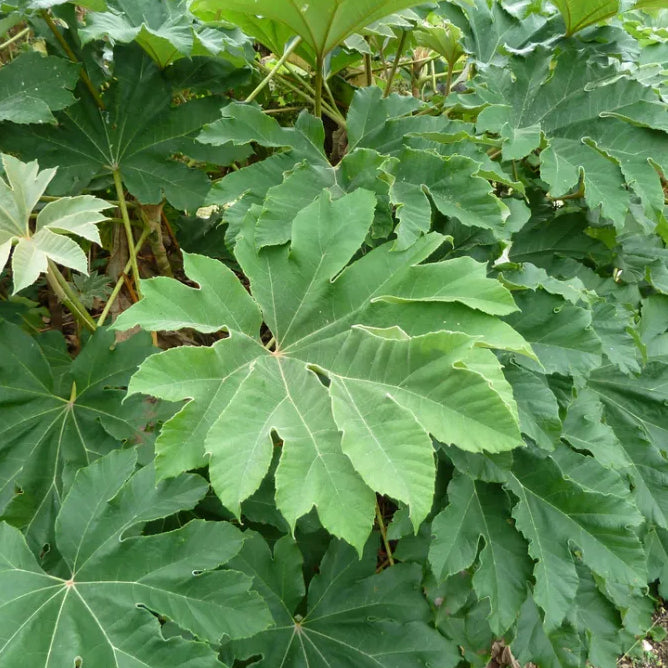Tetrapanax papyrifer 'Rex' / 'Rex' Rice paper plant