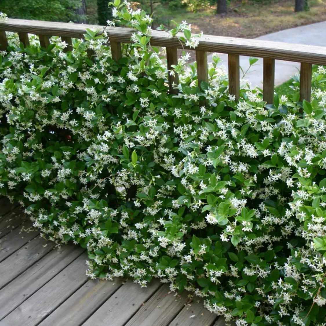 Trachelospermum jasminoides / Star jasmine
