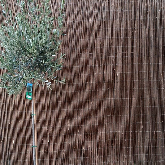Willow screen on a roll (4m long X 2m high)