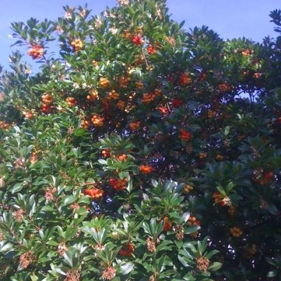 Arbutus unedo / Strawberry tree