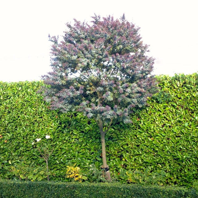 Acacia baileyana 'Purpurea' / Mimosa / Purple wattle tree
