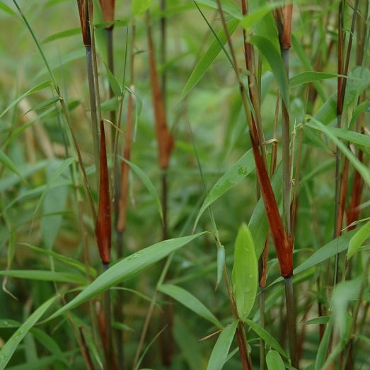 'Asian Wonder' bamboo / Fargesia 'Asian Wonder'