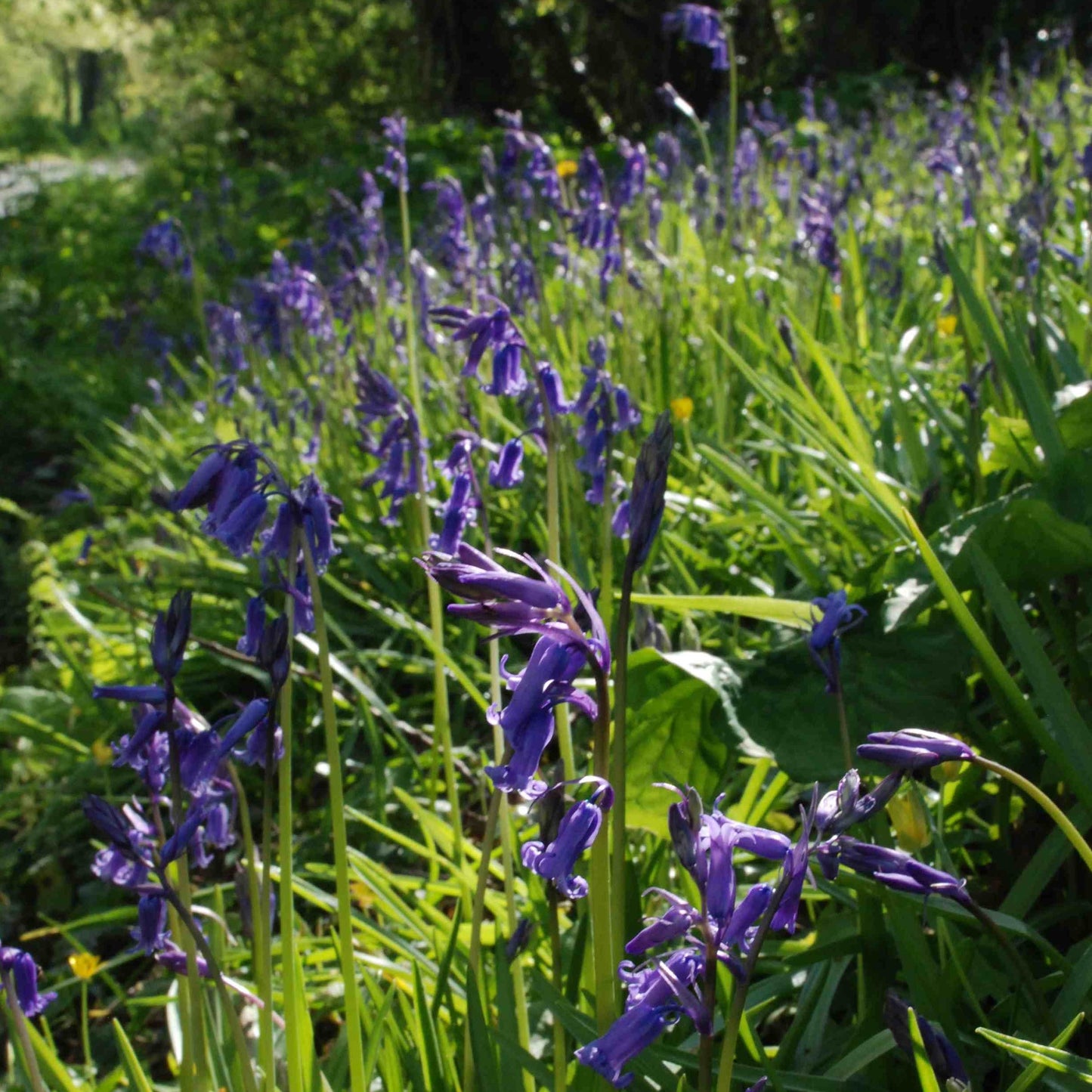Native Irish bluebells, Irish-grown bulbs / Hyacinthoides non-scripta (35 uls)