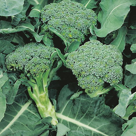 Broccoli  / Calabrese 'Ramoso' seeds