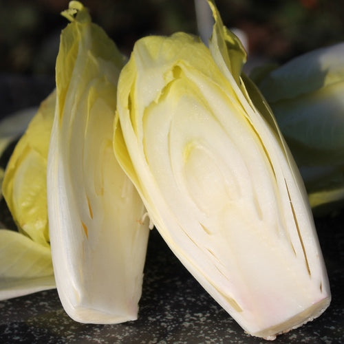 Chicory / Endive seeds 'Mechelse Middlevroeg'