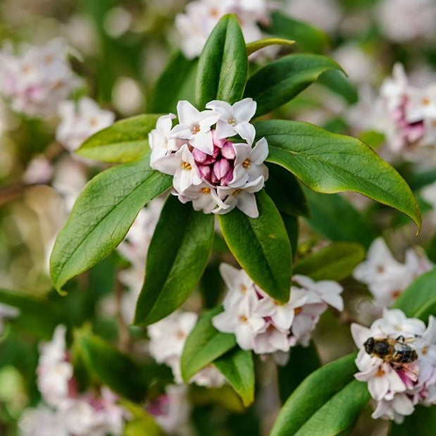 Daphne bholua 'Jacqueline Postil'