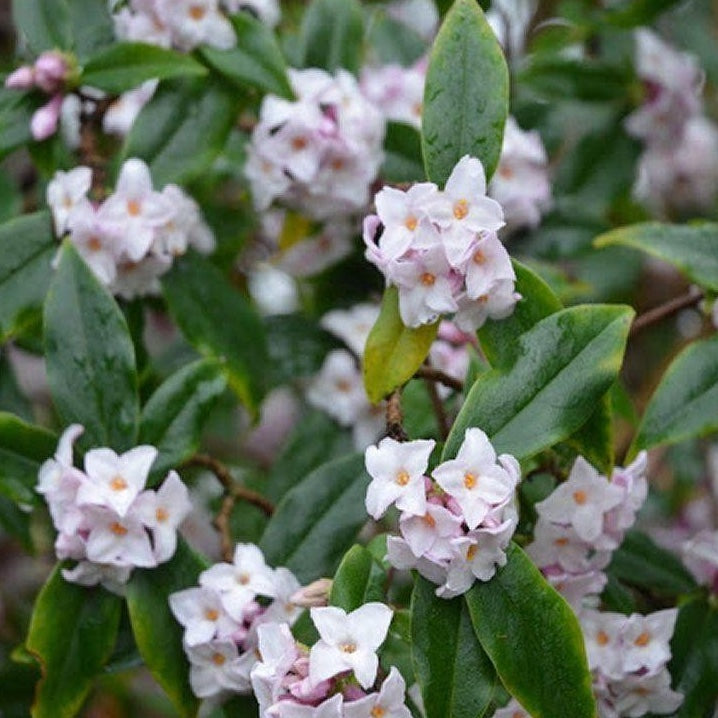 Daphne bholua 'Jacqueline Postil'