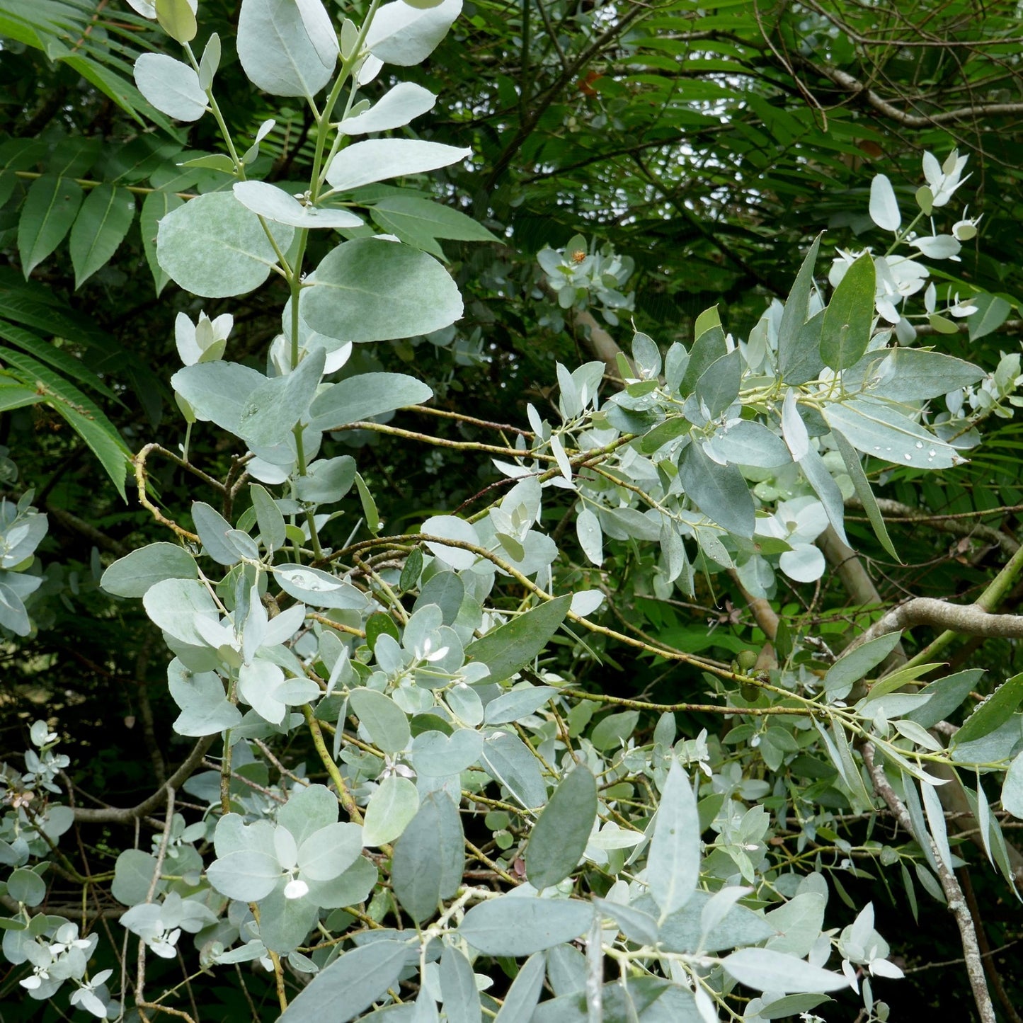 Eucalyptus gunnii / Gum tree