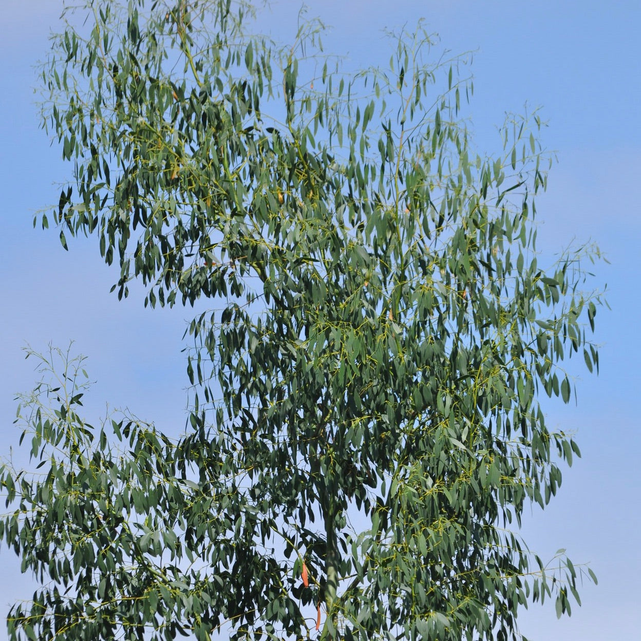Eucalyptus gunnii / Gum tree