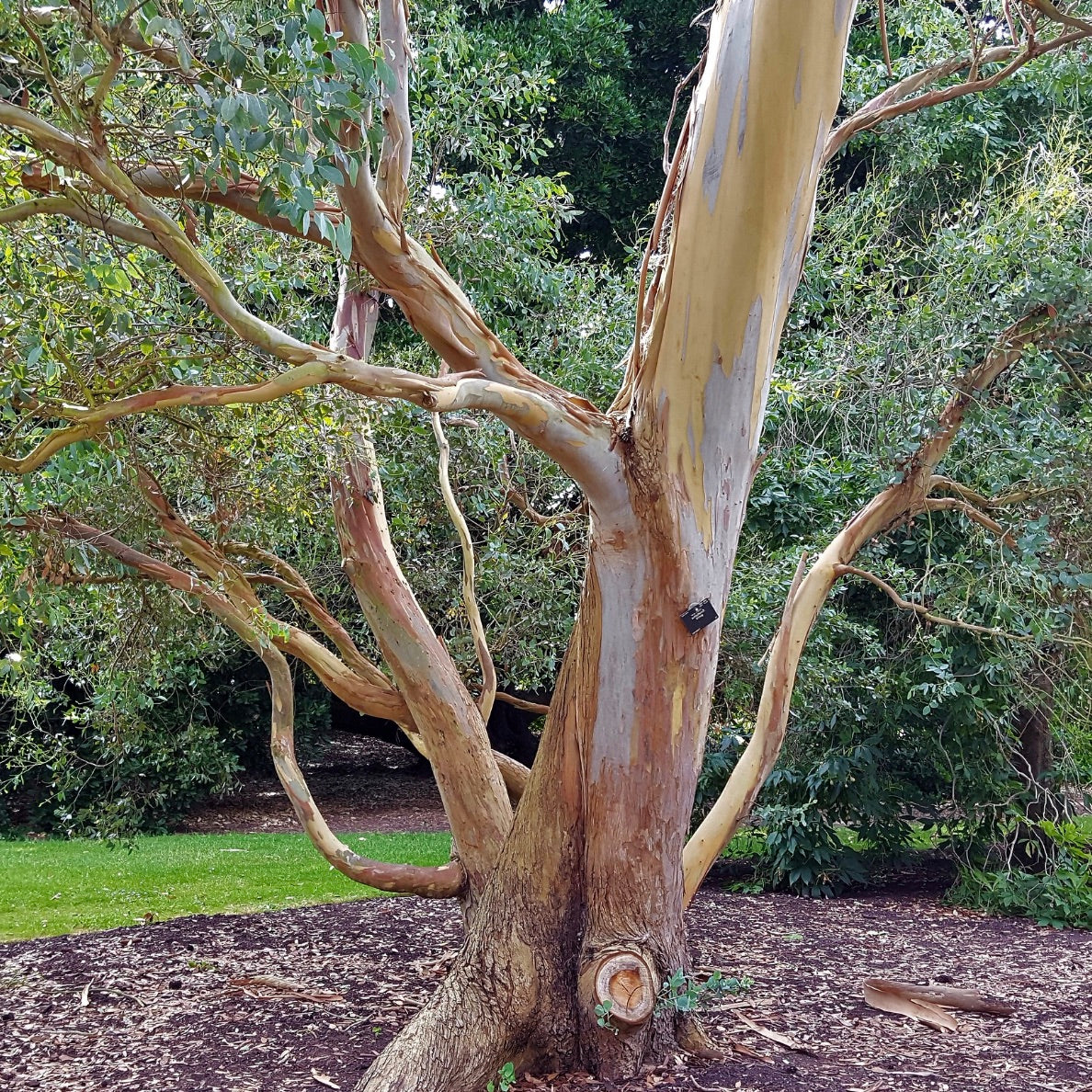 Eucalyptus gunnii / Gum tree