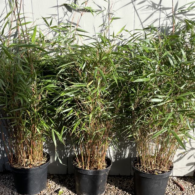 'Asian Wonder' bamboo / Fargesia 'Asian Wonder'