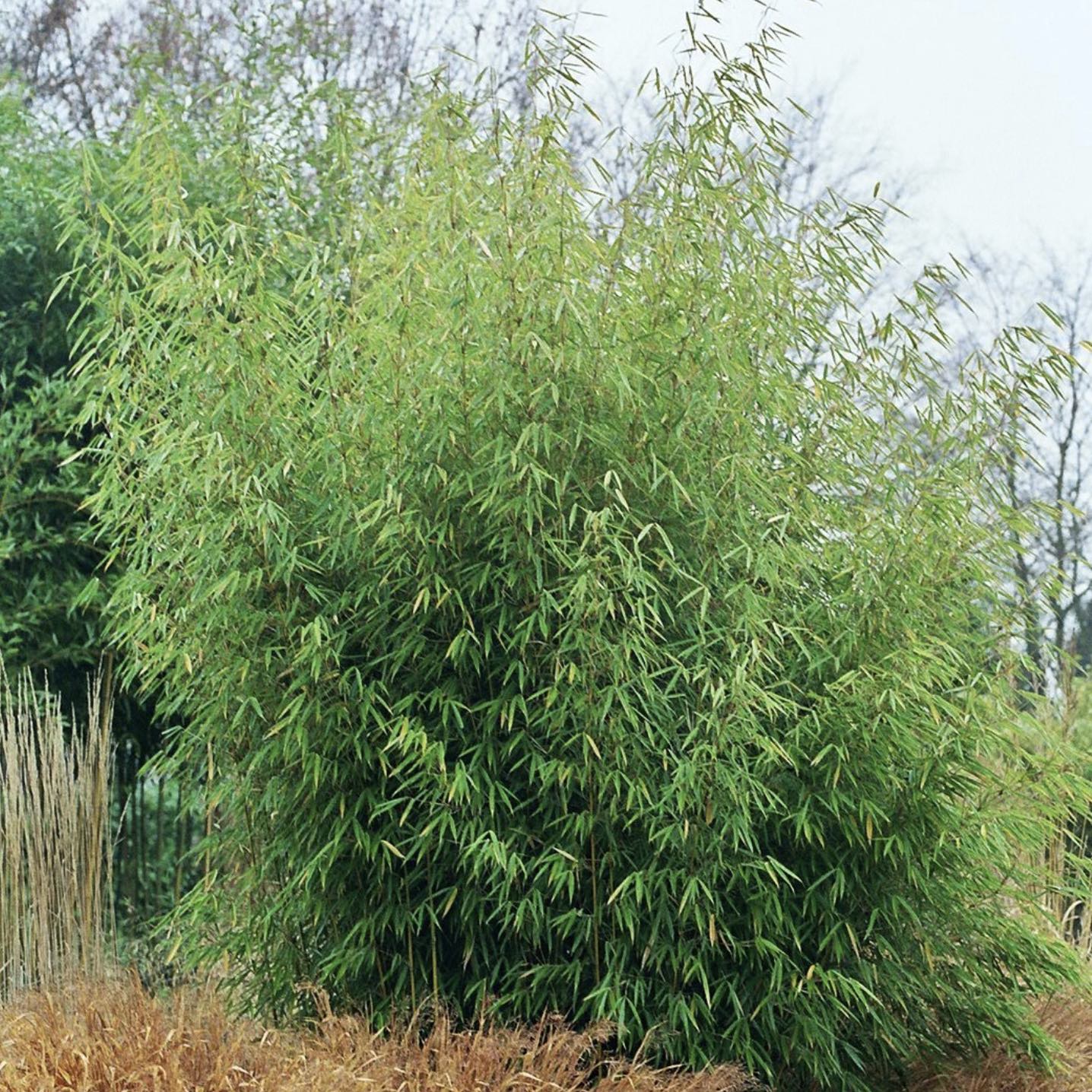 Fargesia robusta 'Campbell' / 'Campbell' bamboo