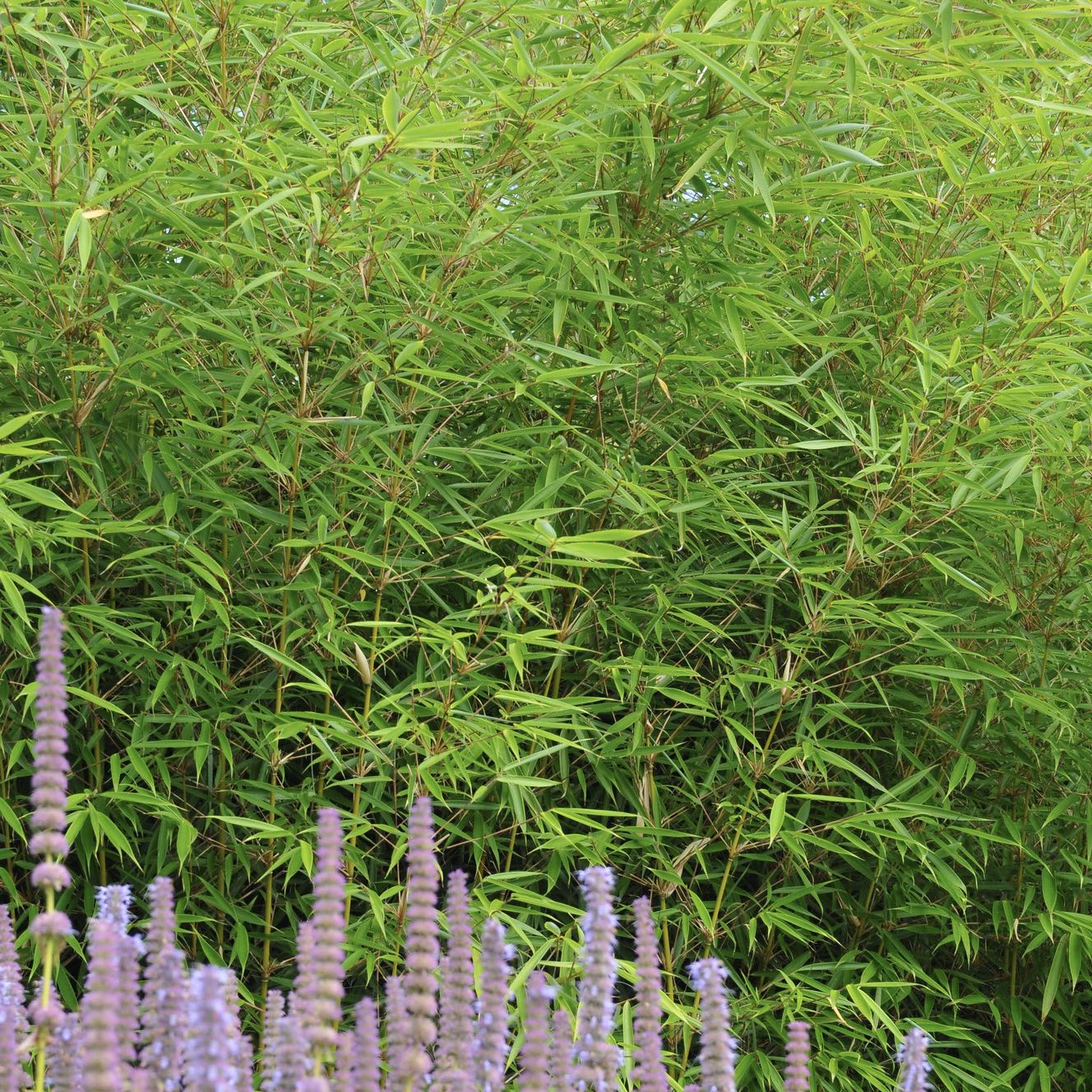 Fargesia robusta 'Campbell' / 'Campbell' bamboo