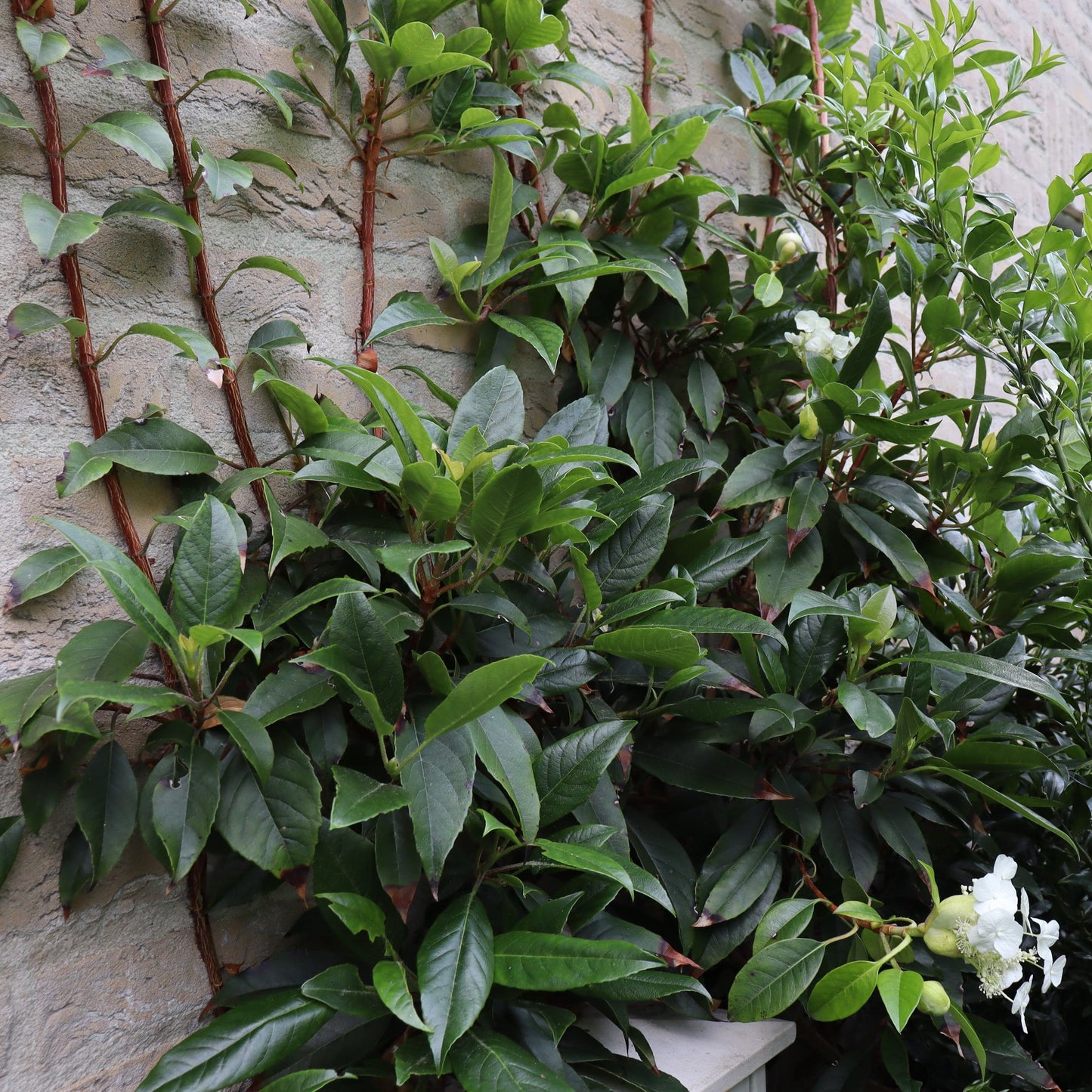 Hydrangea seemannii / Evergreen climbing hydrangea