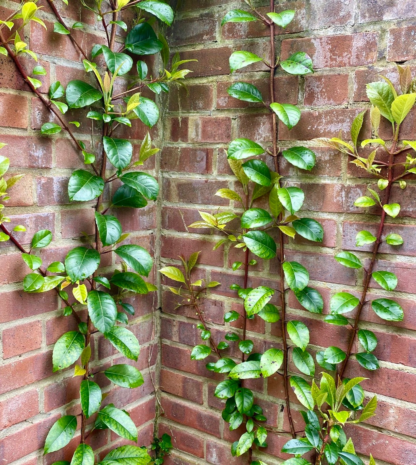 Hydrangea seemannii / Evergreen climbing hydrangea