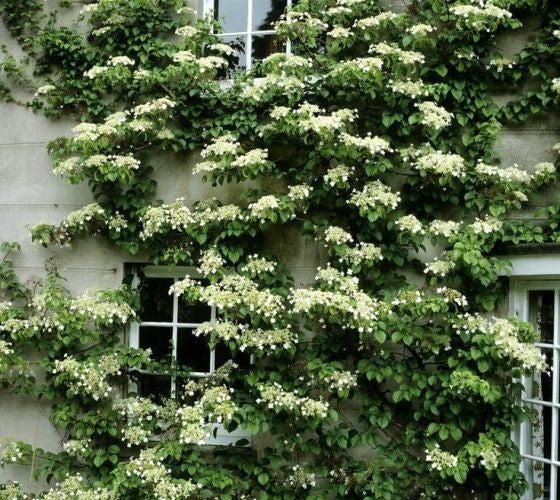 Hydrangea seemannii / Evergreen climbing hydrangea
