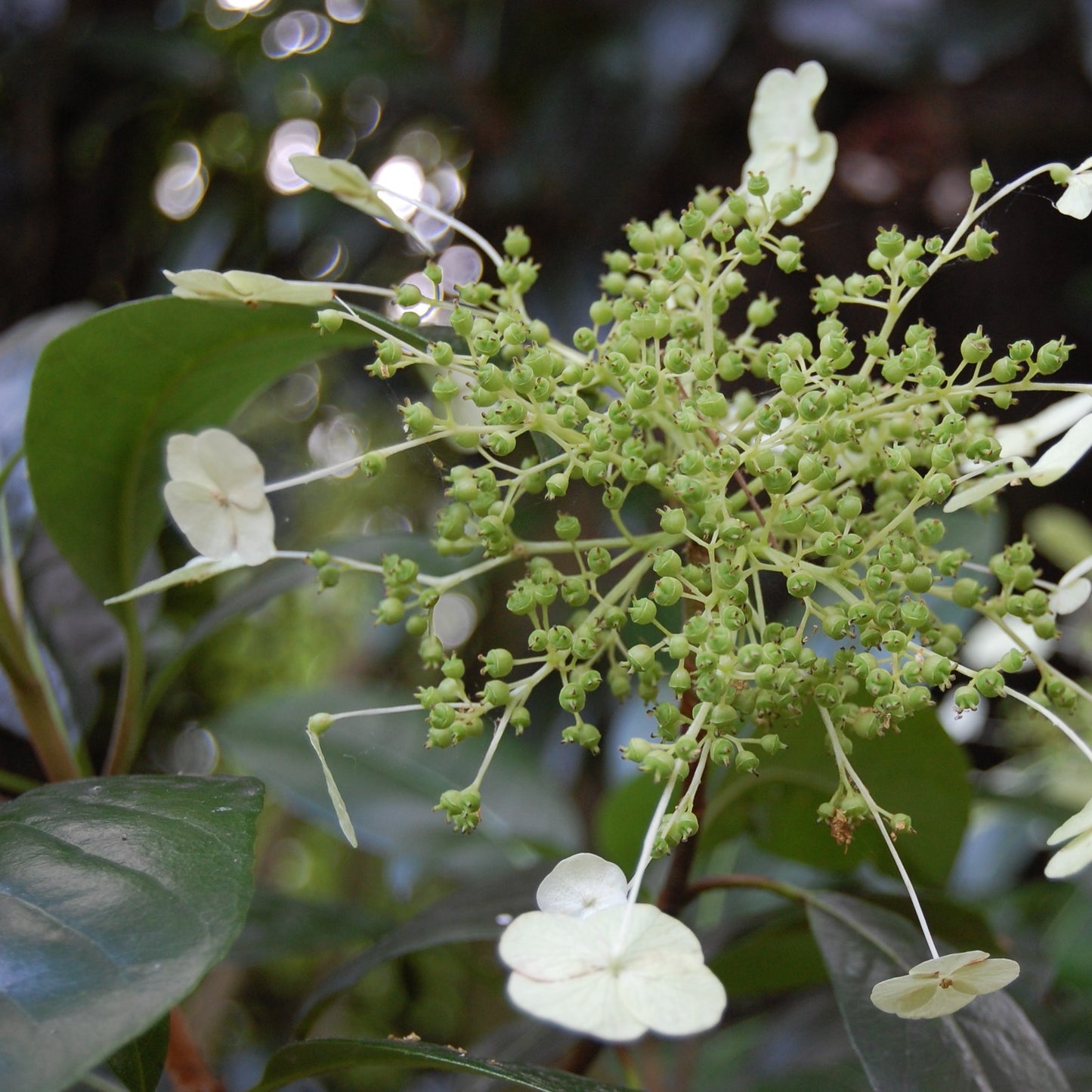 Hydrangea seemannii / Evergreen climbing hydrangea