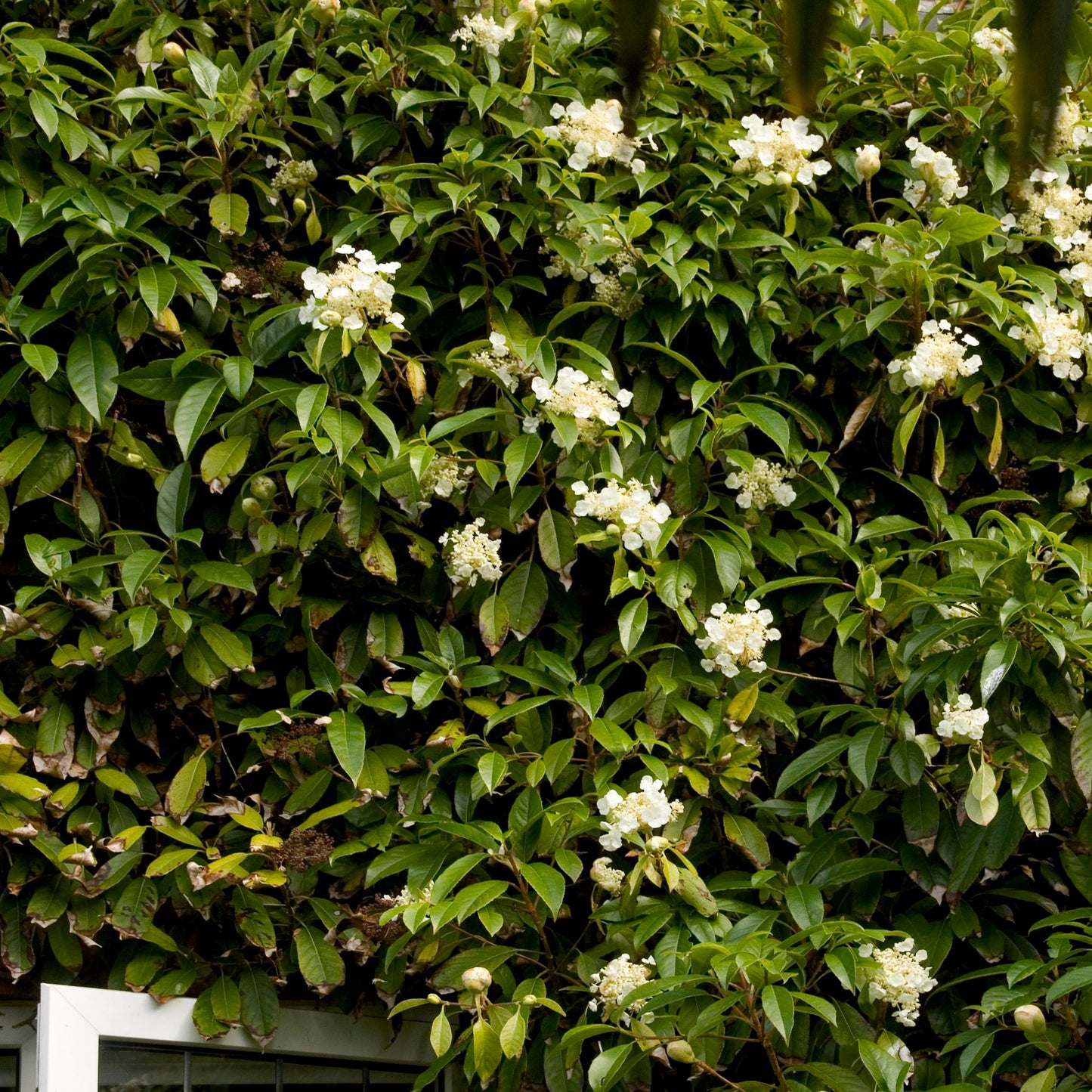 Hydrangea seemannii / Evergreen climbing hydrangea