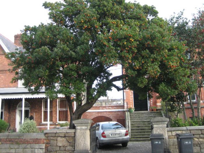 Arbutus unedo / Strawberry tree