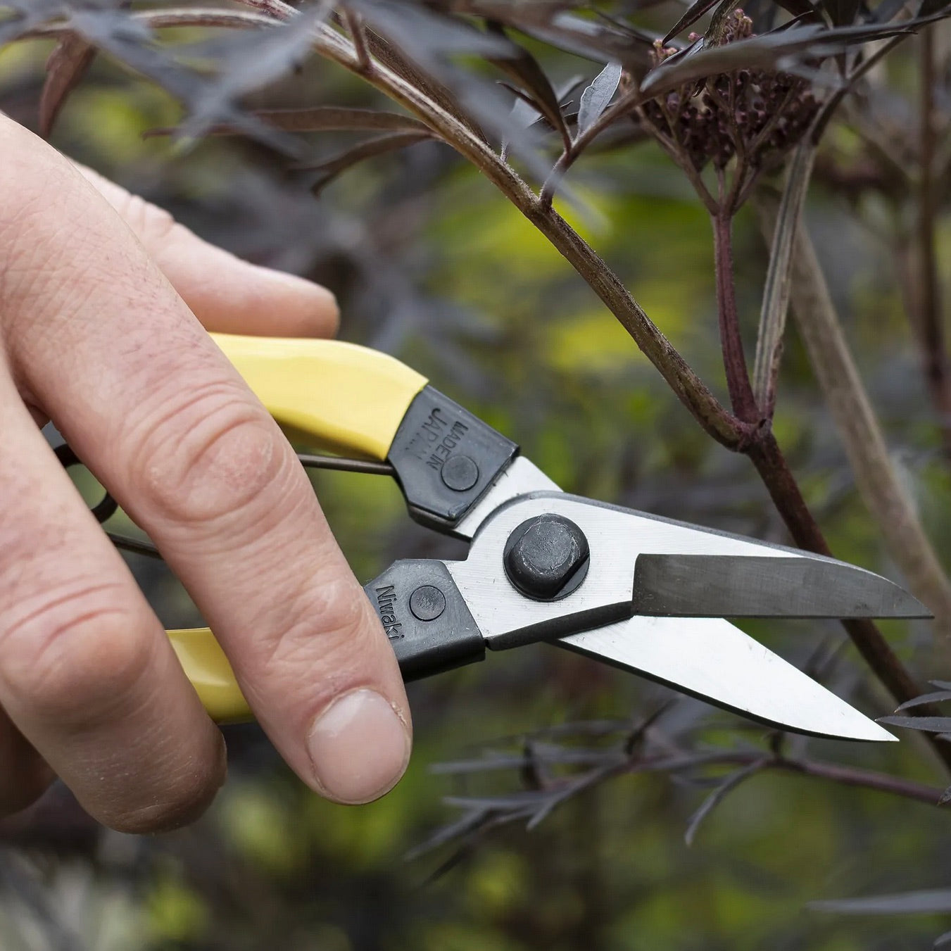 Niwaki 'Mainichi' snips