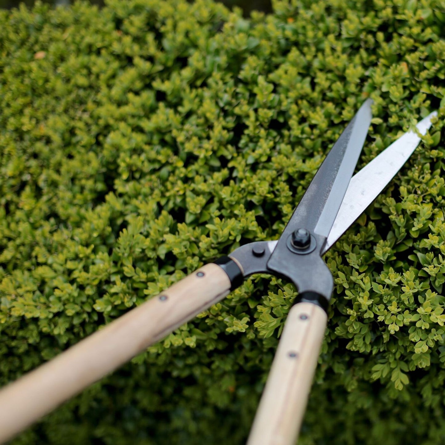 Niwaki garden shears (long handled)